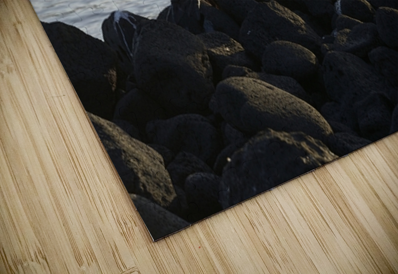 Flightless Cormorants Phalacrocorax harrisi stretching their wings Punta Espinosa Fernandina Island Galapagos Islands Ecuador Kevin Oke Puzzle