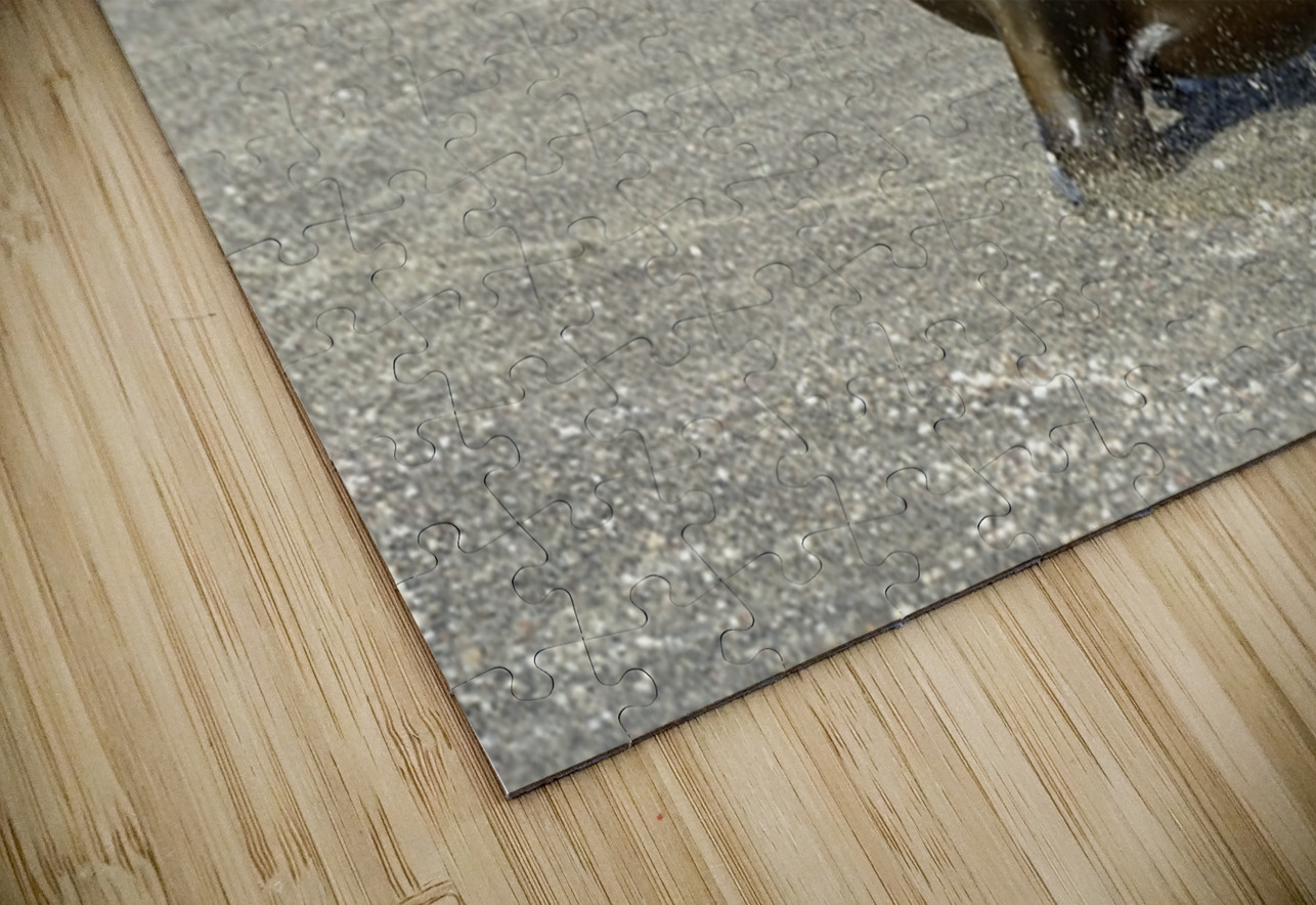 Galapagos sea lion male charging Punta Espinosa Fernandina Island Galapagos Islands Ecuador Kevin Oke Puzzle