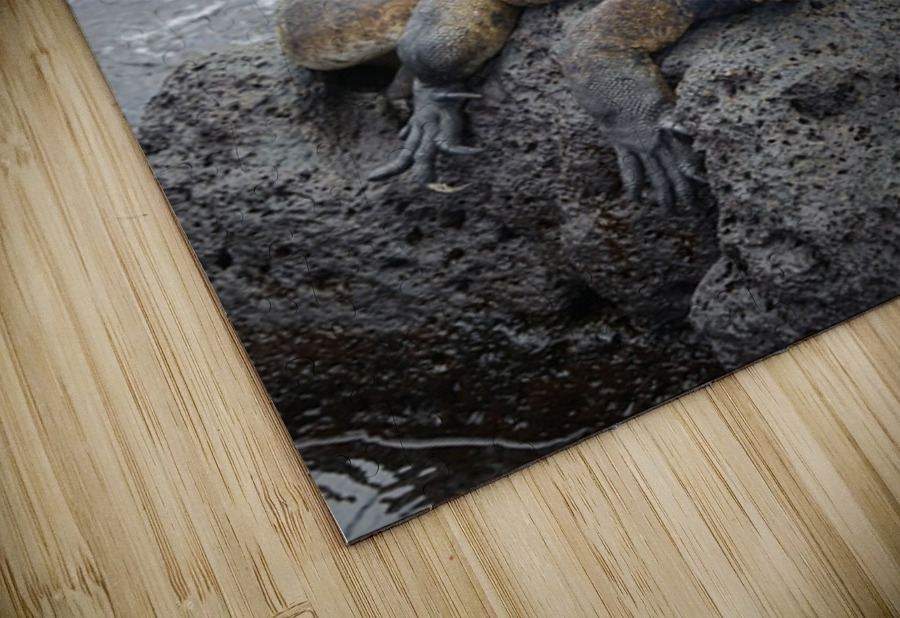 Marine Iguana Amblyrhynchus cristatus Urbina Bay Isabela Island Galapagos Islands Ecuador Kevin Oke Puzzle