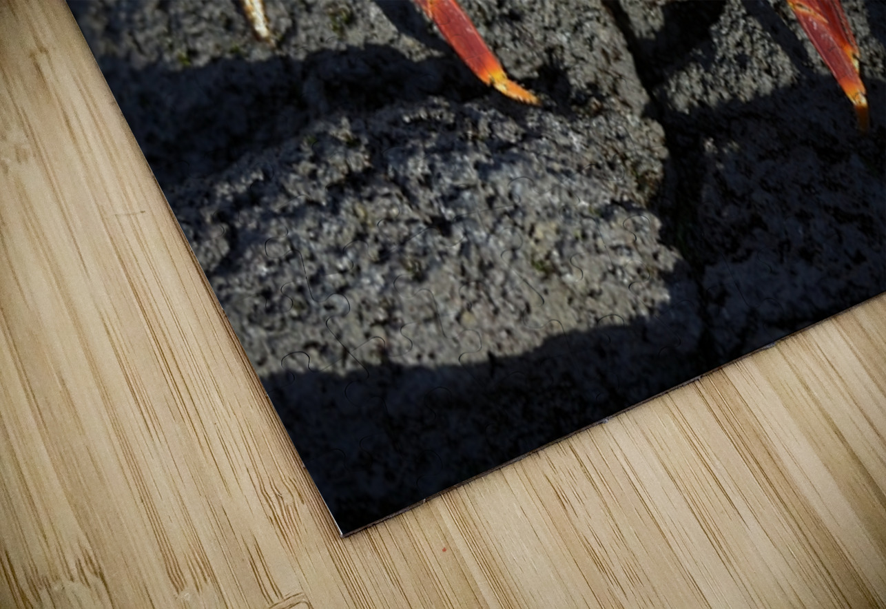 Sally Lightfoot crab Grapsus grapsus on black lava Punta Espinosa Fernandina Island Galapagos  Islands Ecuador Kevin Oke Puzzle