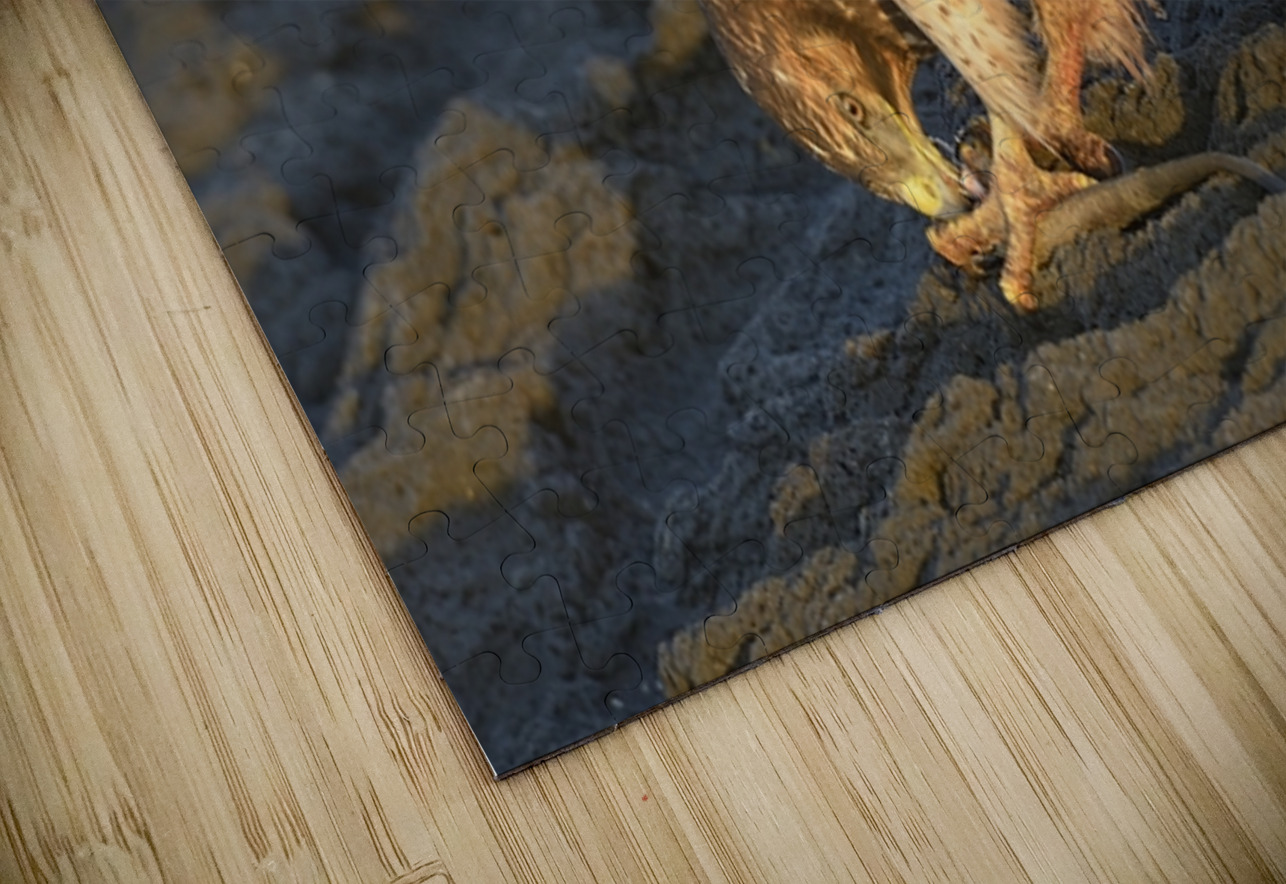 Galapagos Hawk Buteo galapagoensis eating a marine iguana Punta Espinosa Fernandina Island Galapagos Islands Ecuador
 Kevin Oke Puzzle