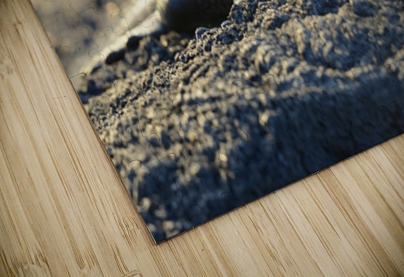 Marine Iguana at sunset Amblyrhynchus cristatus Punta Espinosa Fernandina Island Galapagos Islands Ecuador Kevin Oke Puzzle