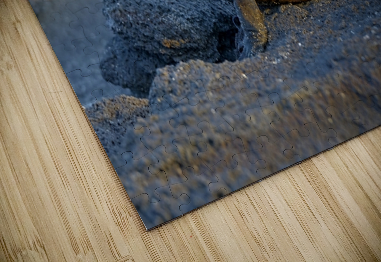 Marine Iguana Amblyrhynchus cristatus at sunset with beautiful coloring Punta Espinosa Fernandina Island Galapagos Islands Ecuador Kevin Oke Puzzle