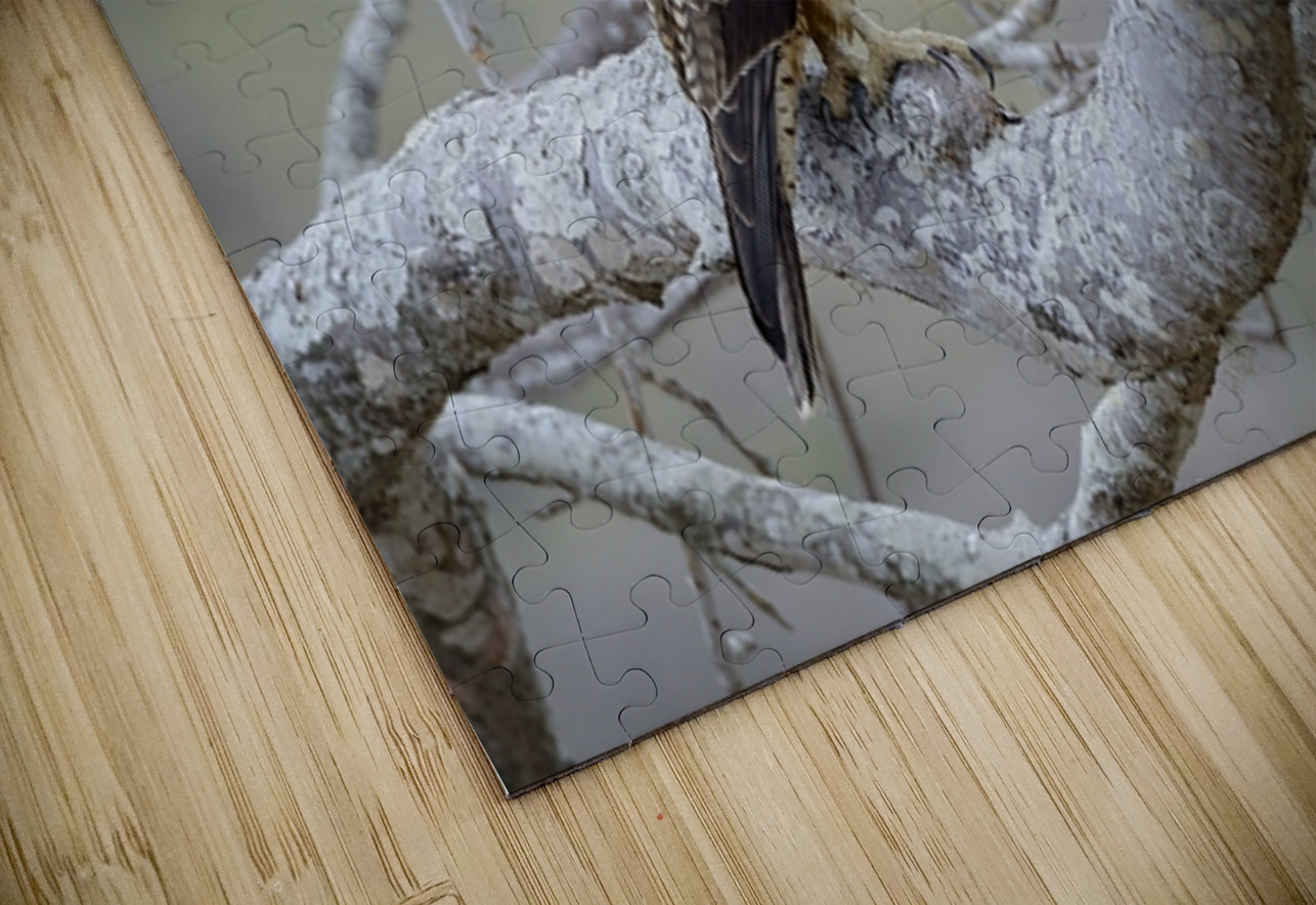 Galapagos Hawk Buteo galapagoensis Santiago Island Galapagos Islands Ecuador
 Kevin Oke Puzzle