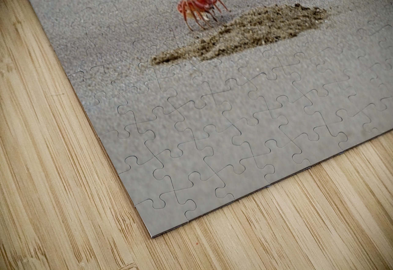 Ghost crabs Ocypode Gaudichaudii and burrows on Espumilla Beach Santiago Island Galapagos Islands Ecuador
 Kevin Oke Puzzle