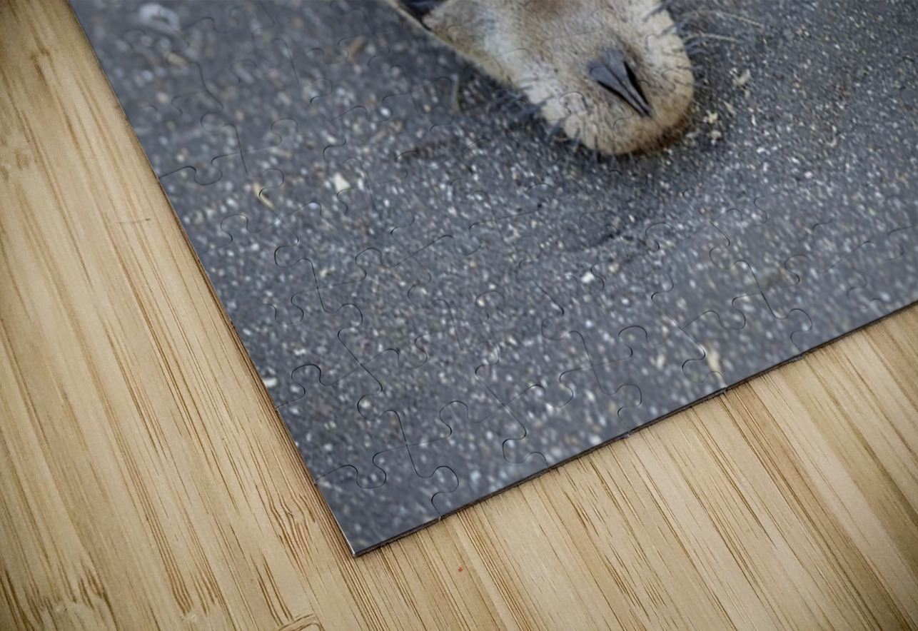 Galapagos sea lion Zalophus wollebaeki Puerto Egas Santiago Island Galapagos Islands Ecuador Kevin Oke Puzzle