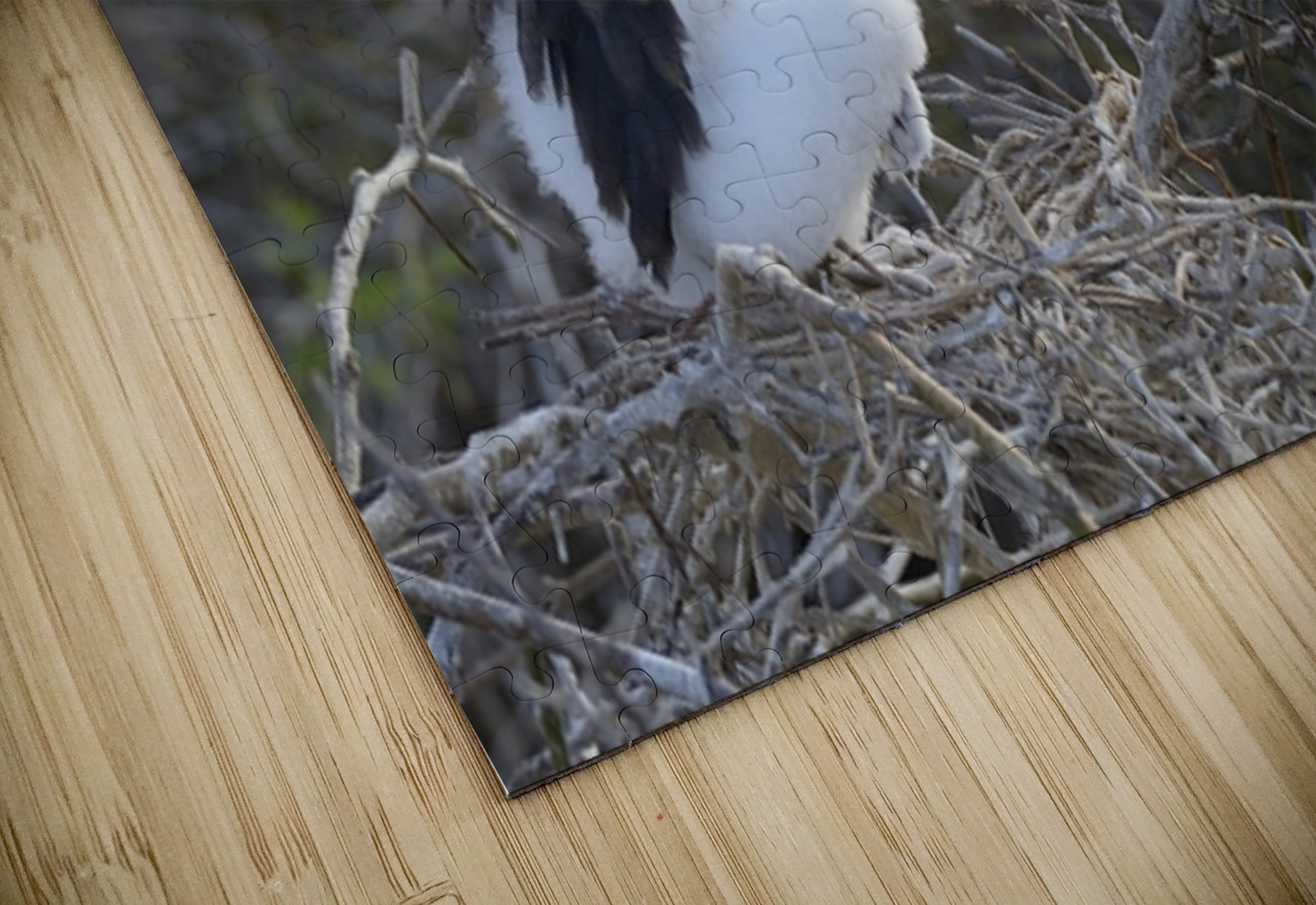 Magnificent Frigatebird Fregata magnificens chick sitting on nest North Seymour Island Galapagos Islands Ecuador
 Kevin Oke Puzzle