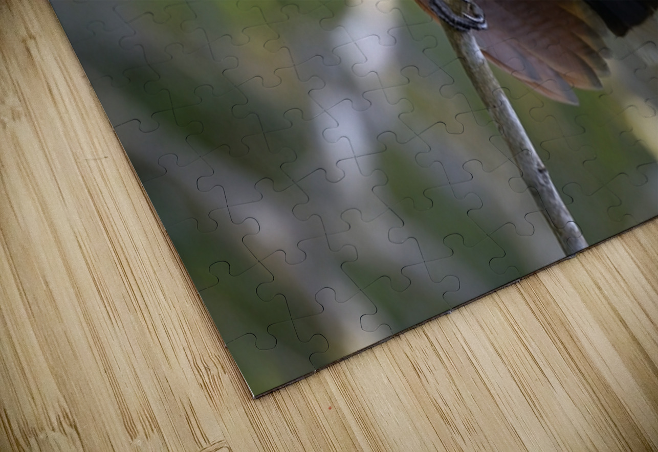 Hoatzin Opisthocomus hoazin on a branch La Selva Jungle Eco Lodge Amazon Basin Ecuador
 Kevin Oke Puzzle