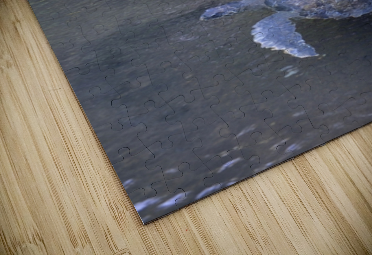 Galapagos green turtle Chelonia mydas agassisi Elizabeth Bay Isabela Island Galapagos Islands Ecuador Kevin Oke Puzzle