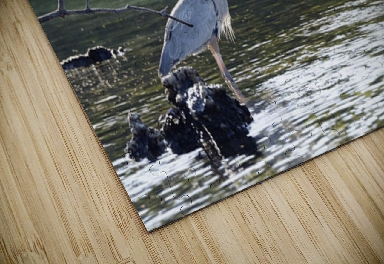 Great Blue Heron Ardea herodias Elizabeth Bay Isabela Island Galapagos Islands Ecuador Kevin Oke Puzzle