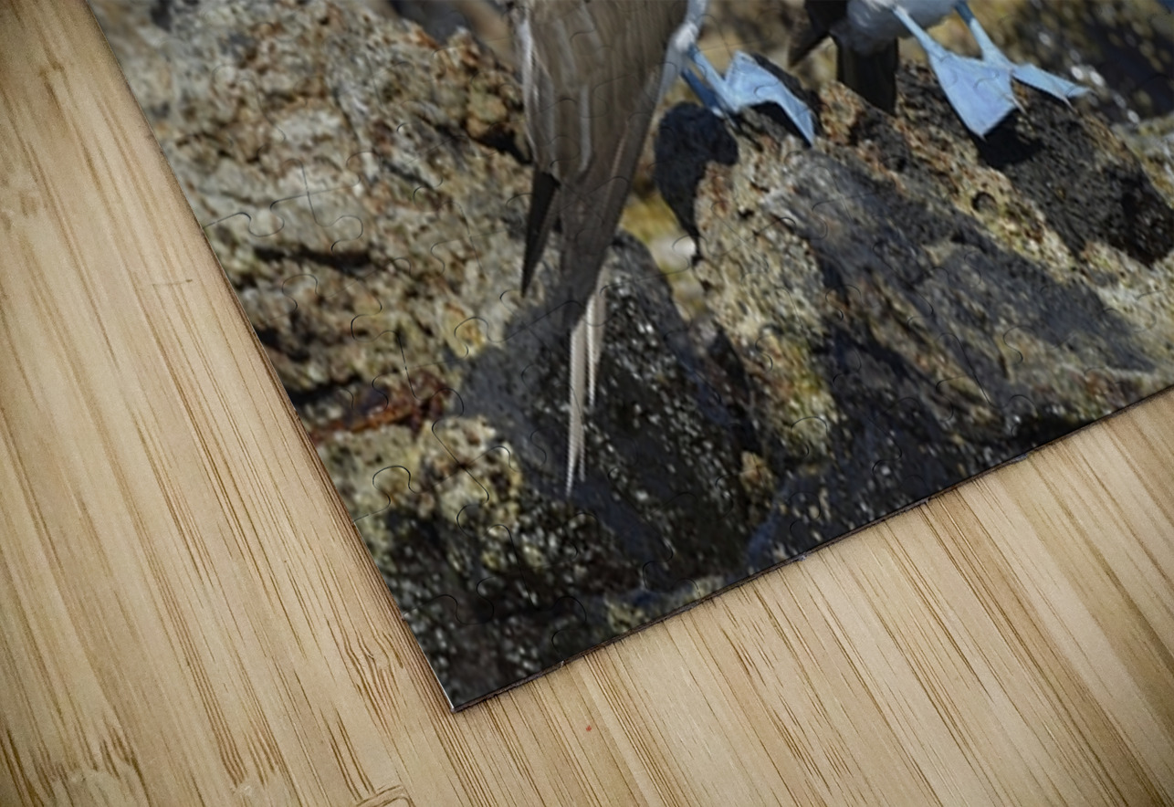 Blue footed Booby Sula nebouxii Punta Moreno Isabela Island Galapagos Islands Ecuador Kevin Oke Puzzle