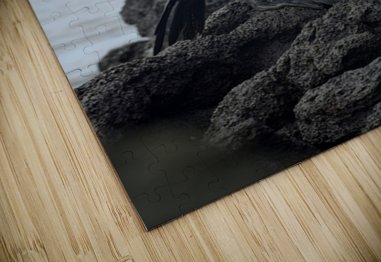 Flightless Cormorant or Galapagos Cormorant Phalacrocorax harrisi Urbina Bay Isabela Island Galapagos Islands Ecuador Kevin Oke Puzzle