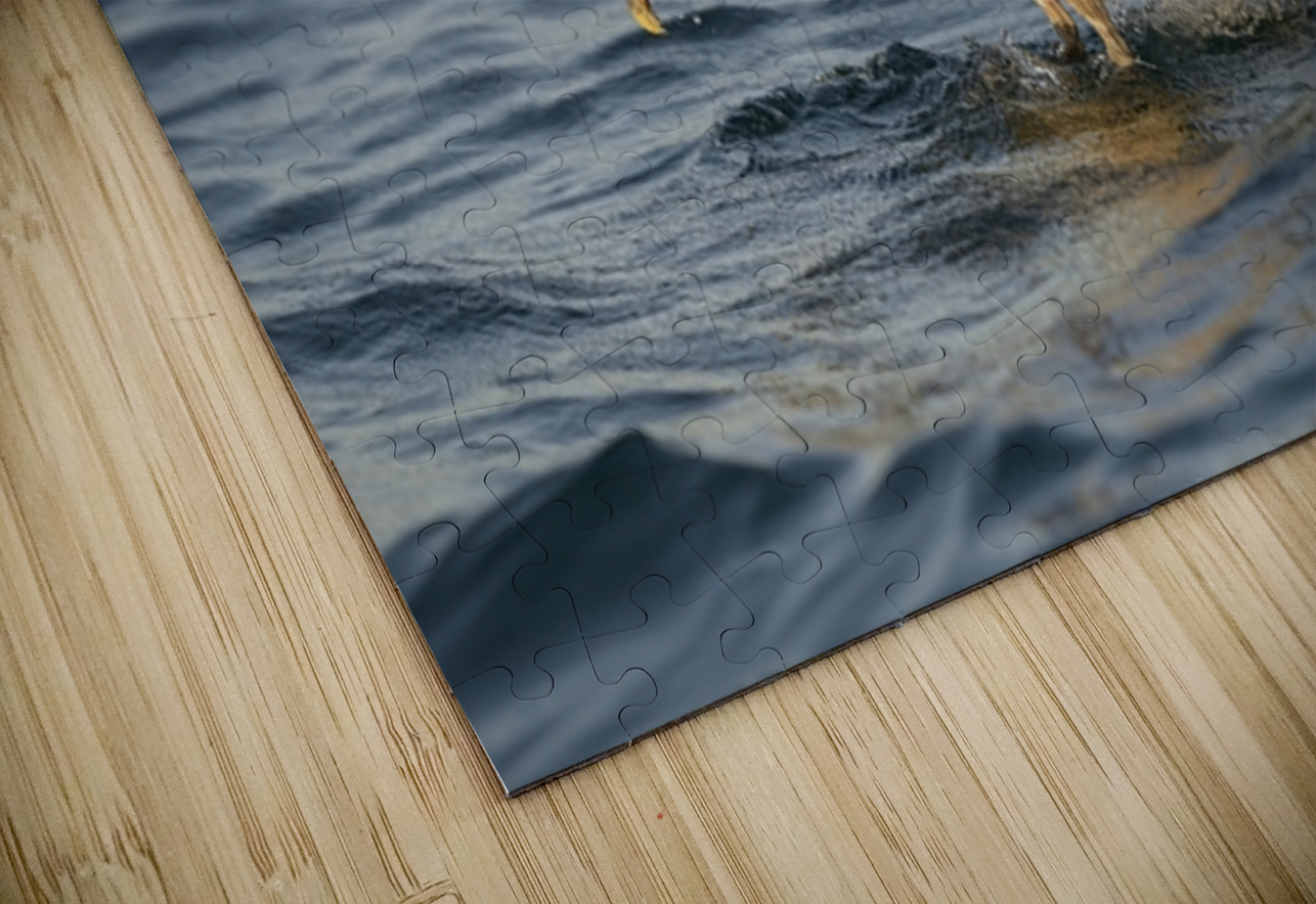 Brown Pelican Pelecanus occidentalis Elizabeth Bay Isabela Island Galapagos Islands Ecuador Kevin Oke Puzzle