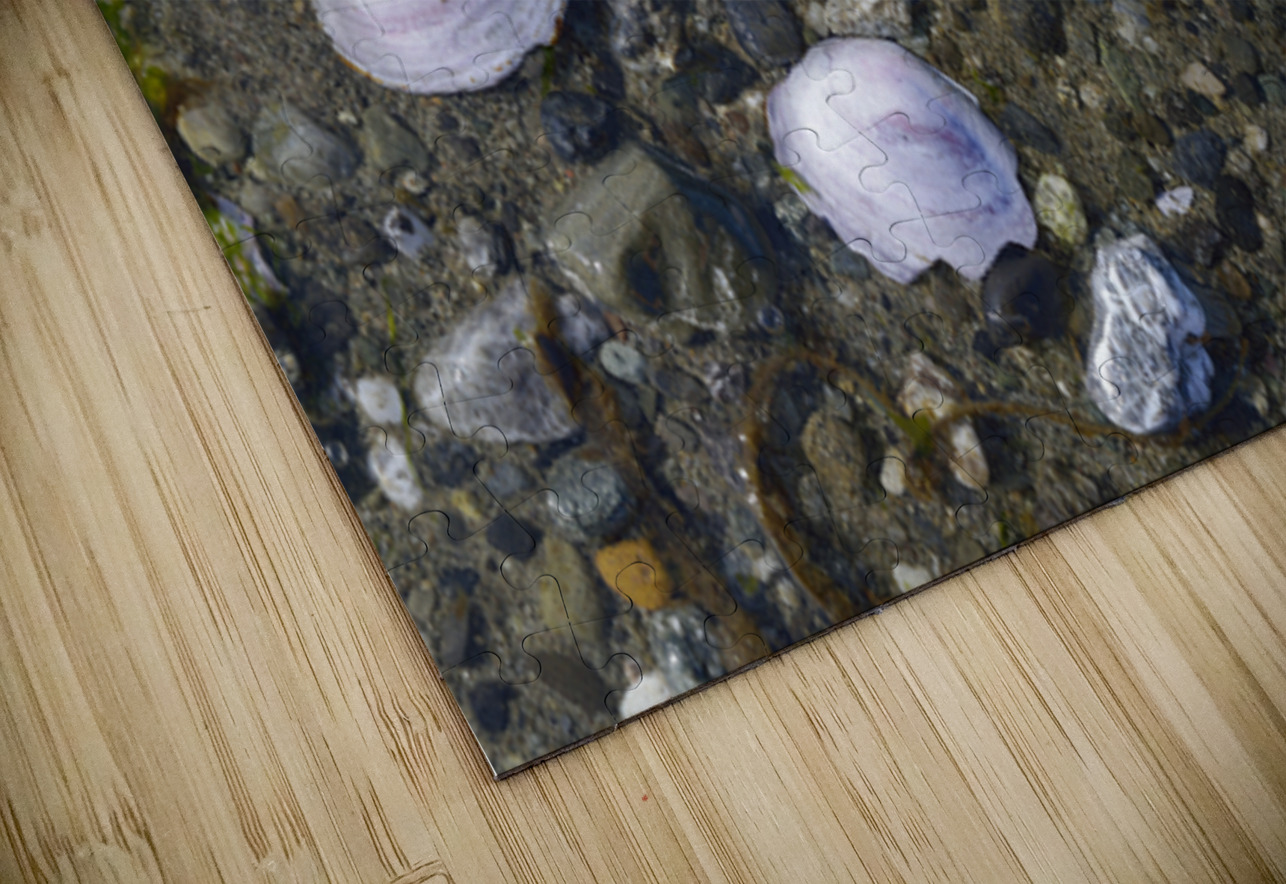 Sea shells - Spencer Spit  Kevin Oke Puzzle