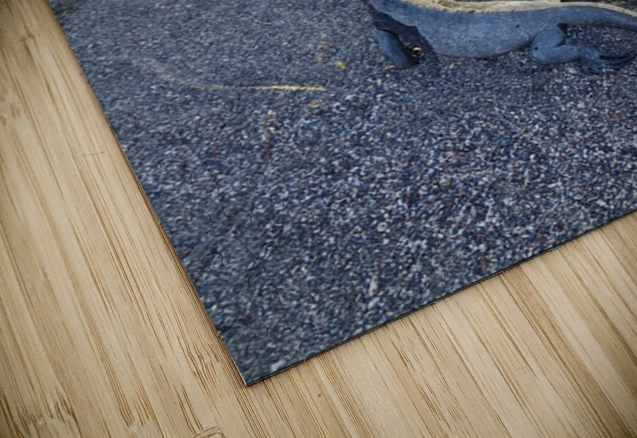 Group of Marine Iguanas on the sand. Punta Espinosa. Fernandina Island. Galapagos Islands. Ecuador Kevin Oke Puzzle