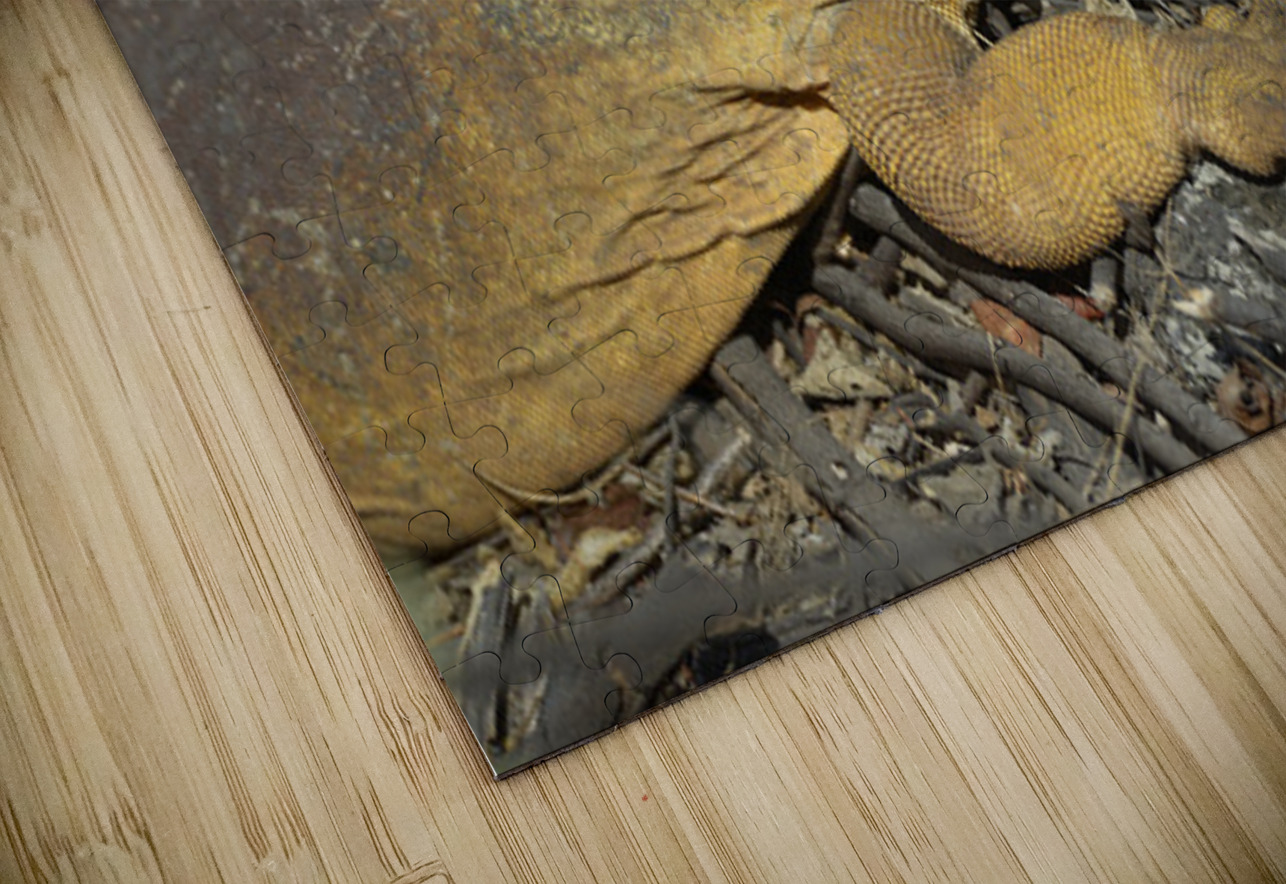 Galapagos land iguana. Isabela Island. Galapagos Islands. Ecuador Kevin Oke Puzzle