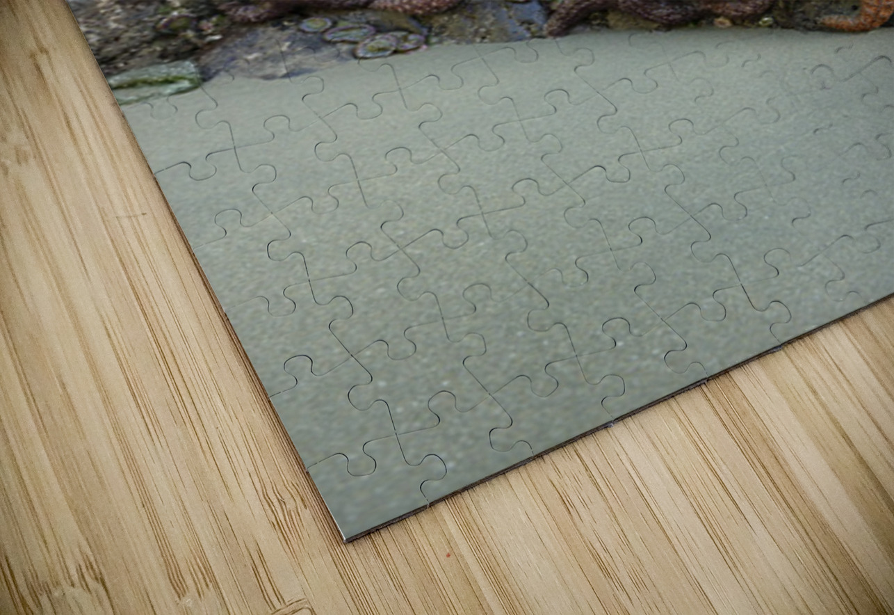 Sea stars on the rocks at Tonquin Beach Tofino Kevin Oke Puzzle