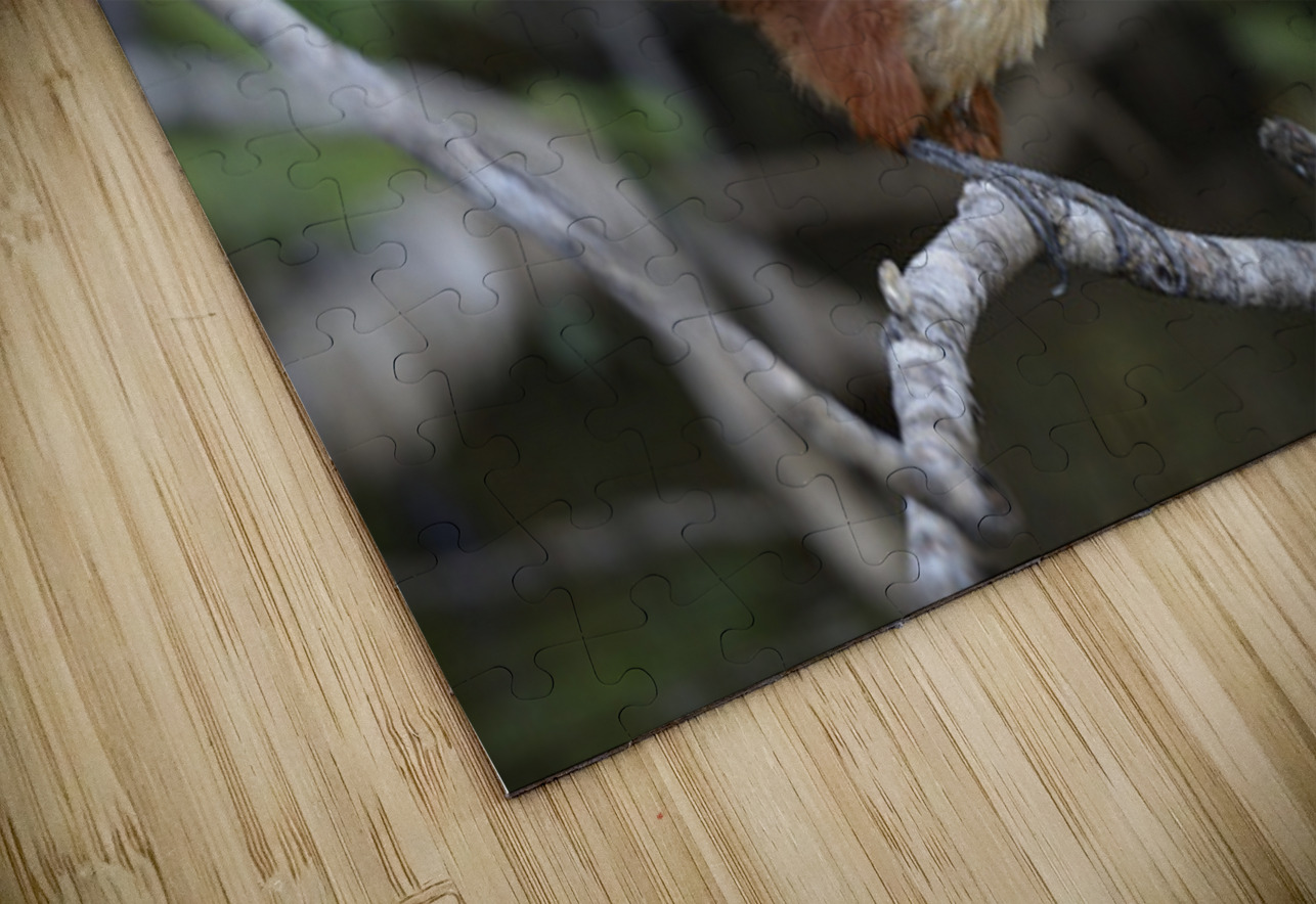 Hoatzin Opisthocomus hoazin on a branch over Lake Garzacocha La Selva Jungle Eco Lodge Amazon Basin Ecuador Kevin Oke Puzzle