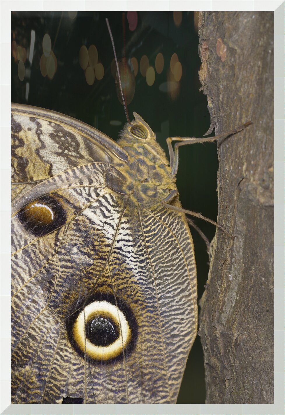 Impression de cadre personnalisé