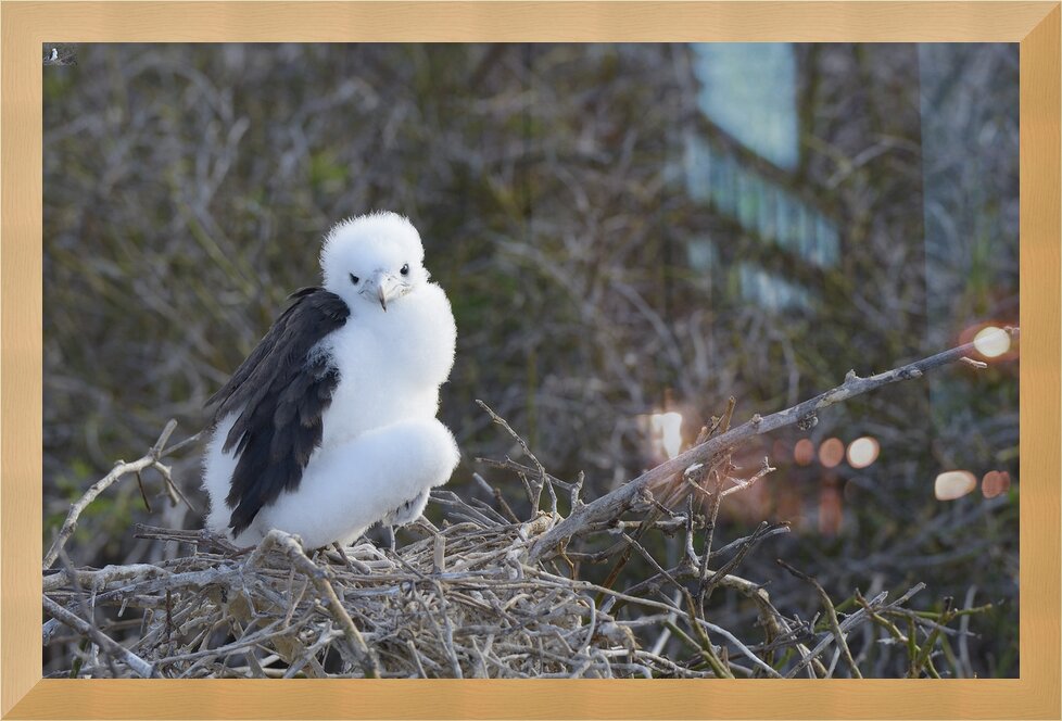 Impression de cadre personnalisé