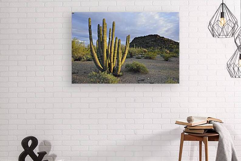 Organ Pipe Cactus by Kevin Oke