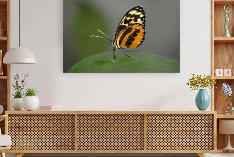 Heliconius Butterfly by Kevin Oke