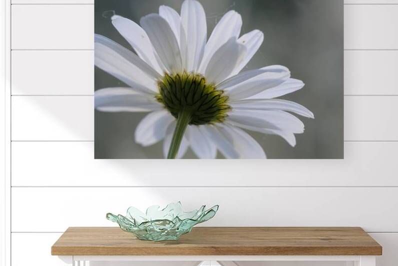 Daisy Cowichan Valley Vancouver Island British Columbia Canada by Kevin Oke