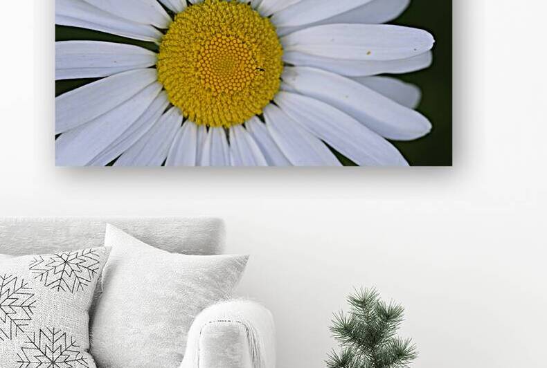 Daisy Cowichan Valley Vancouver Island British Columbia Canada by Kevin Oke