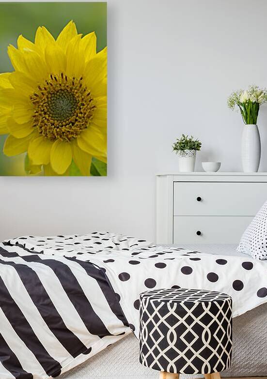 Deltoid Balsamroot Balsamorhiza deltoidea Cowichan Valley Vancouver Island British Columbia Canada by Kevin Oke