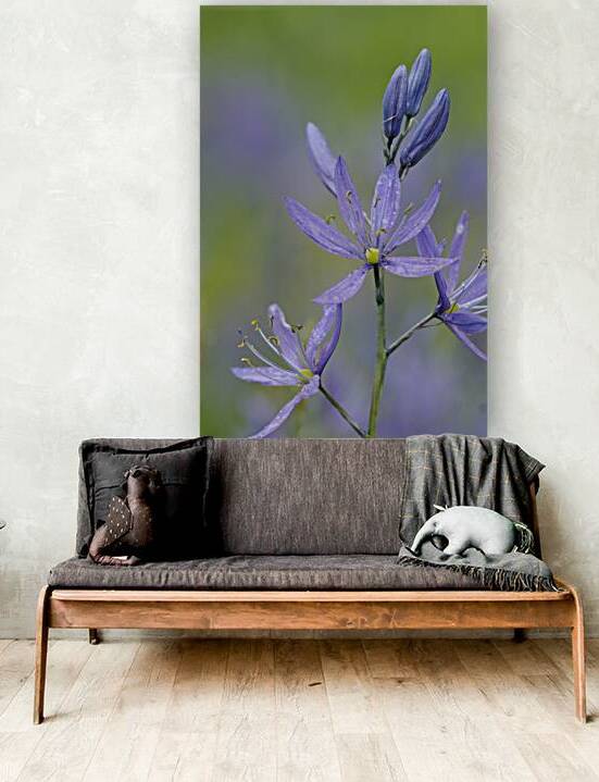 Common Camas Camassia quamash Cowichan Valley Vancouver Island British Columbia Canada by Kevin Oke