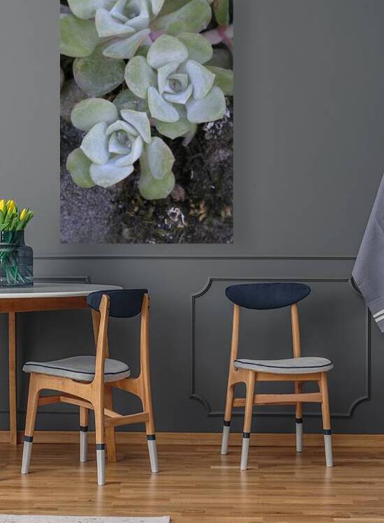 Broadleaf Stonecrop Collinsia parviflora Sedum spathulifolium Cowichan Valley Vancouver Island British Columbia Canada by Kevin Oke