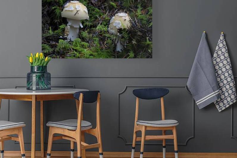 Mushroom by Kevin Oke