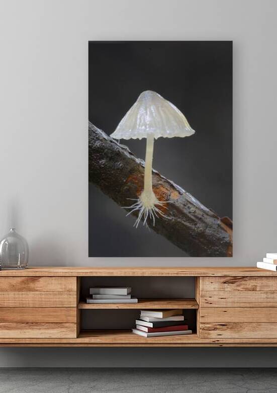 Small translucent mushroom on dead tree branch showing roots by Kevin Oke