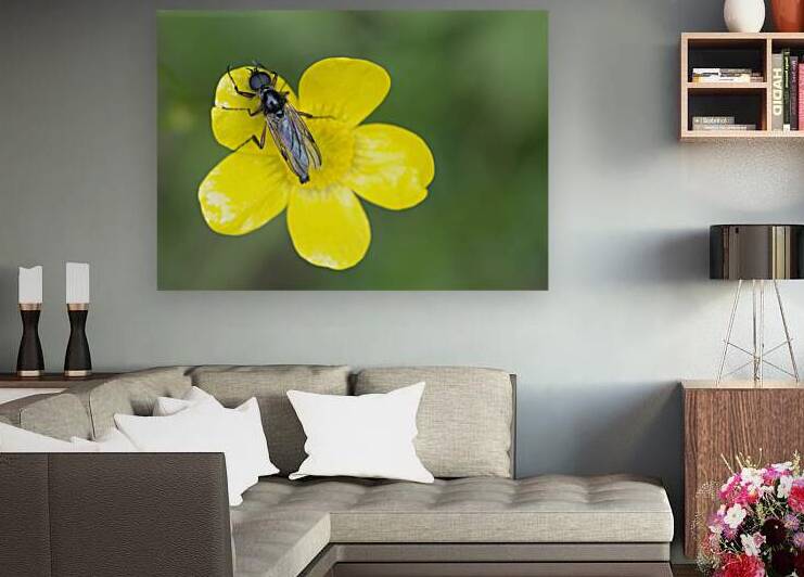 Buttercup Ranunculus Cowichan Valley Vancouver Island British Columbia Canada by Kevin Oke