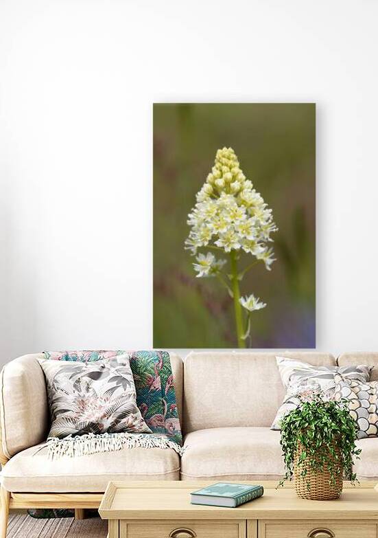 Death Camas or Meadow Death camas Zigadenus venenosus Cowichan Valley Vancouver Island British Columbia Canada by Kevin Oke