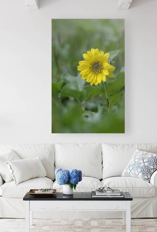 Deltoid Balsamroot Balsamorhiza deltoidea Cowichan Valley Vancouver Island British Columbia Canada by Kevin Oke