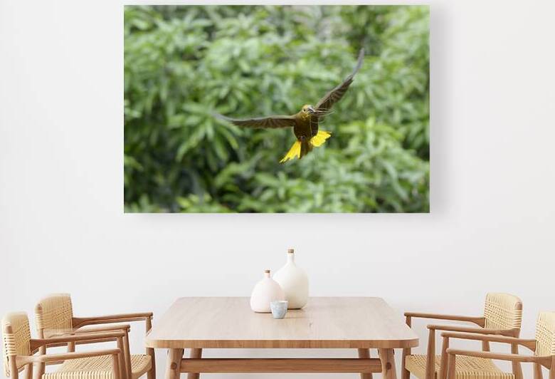 Russet backed oropendola Psarocolius angustifrons
 by Kevin Oke