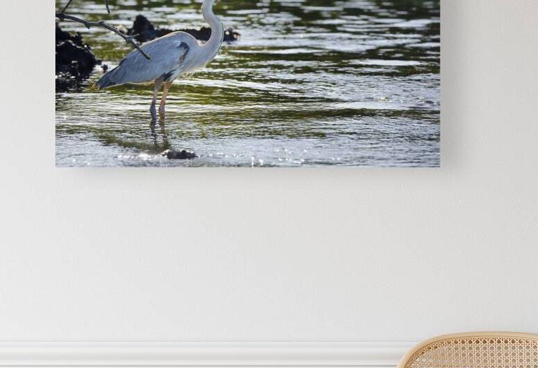 Great Blue Heron Ardea herodias Elizabeth Bay Isabela Island Galapagos Islands Ecuador by Kevin Oke