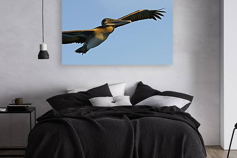 Brown Pelican Pelecanus occidentalis Elizabeth Bay Isabela Island Galapagos Islands Ecuador by Kevin Oke