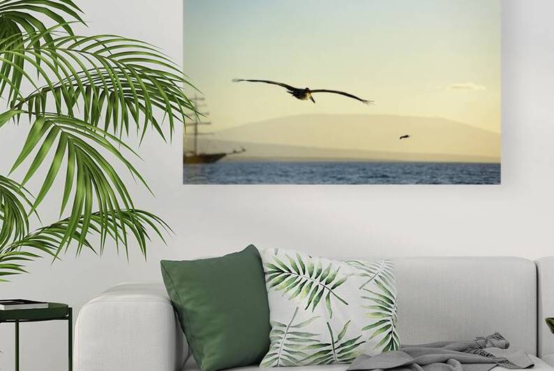 Brown Pelican Pelecanus occidentalis Elizabeth Bay Isabela Island Galapagos Islands Ecuador by Kevin Oke