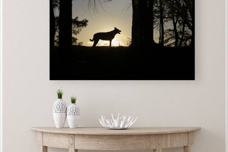 Large dog silhouetted at sunset - Wallace Island by Kevin Oke