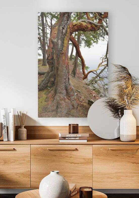 Arbutus tree at Panther Point  by Kevin Oke