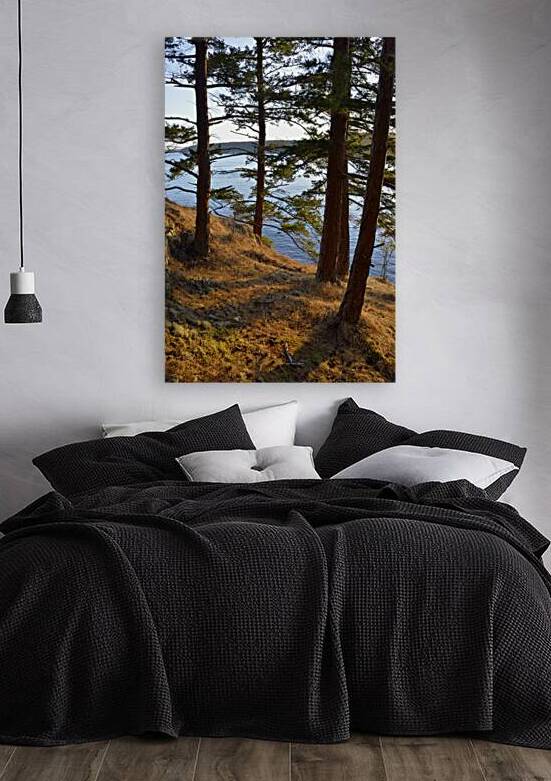 Fir trees on a grassy hillside. James Island by Kevin Oke