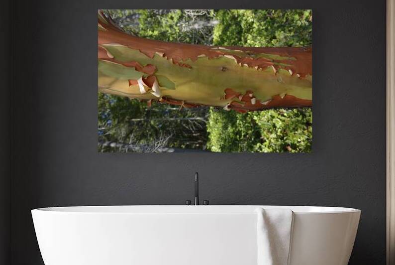 Madrona tree trunk with peeling bark by Kevin Oke