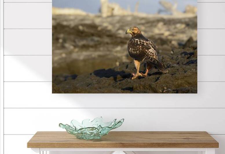 Galapagos Hawk Buteo galapagoensis perched on lava by Kevin Oke