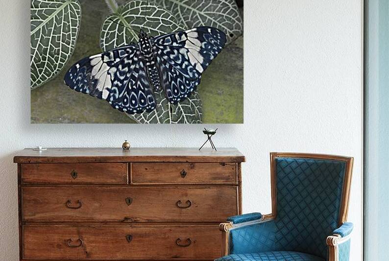 KO EC 17760 by Kevin Oke