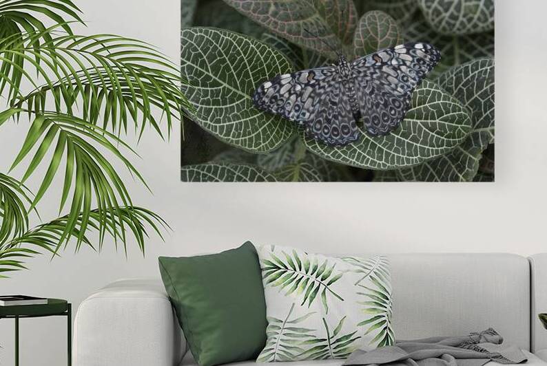 KO EC 17761 by Kevin Oke