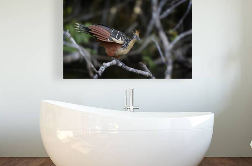 Hoatzin Opisthocomus hoazin on a branch over Lake Garzacocha by Kevin Oke