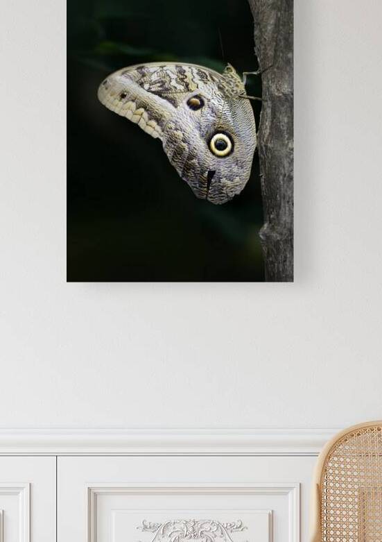 Owl butterfly Caligo idomeneus. Amazon. Ecuador by Kevin Oke