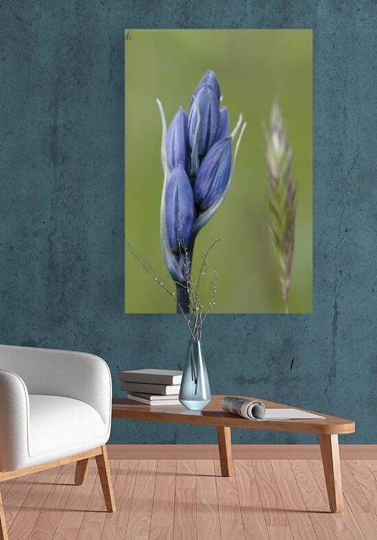 Common Camas Camassia quamash Mt. Tzouhalem Ecological Reserve Cowichan Valley British Columbia Canada by Kevin Oke